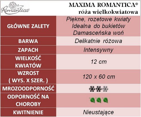 Maxima Romantica róże wielkokwiatowe